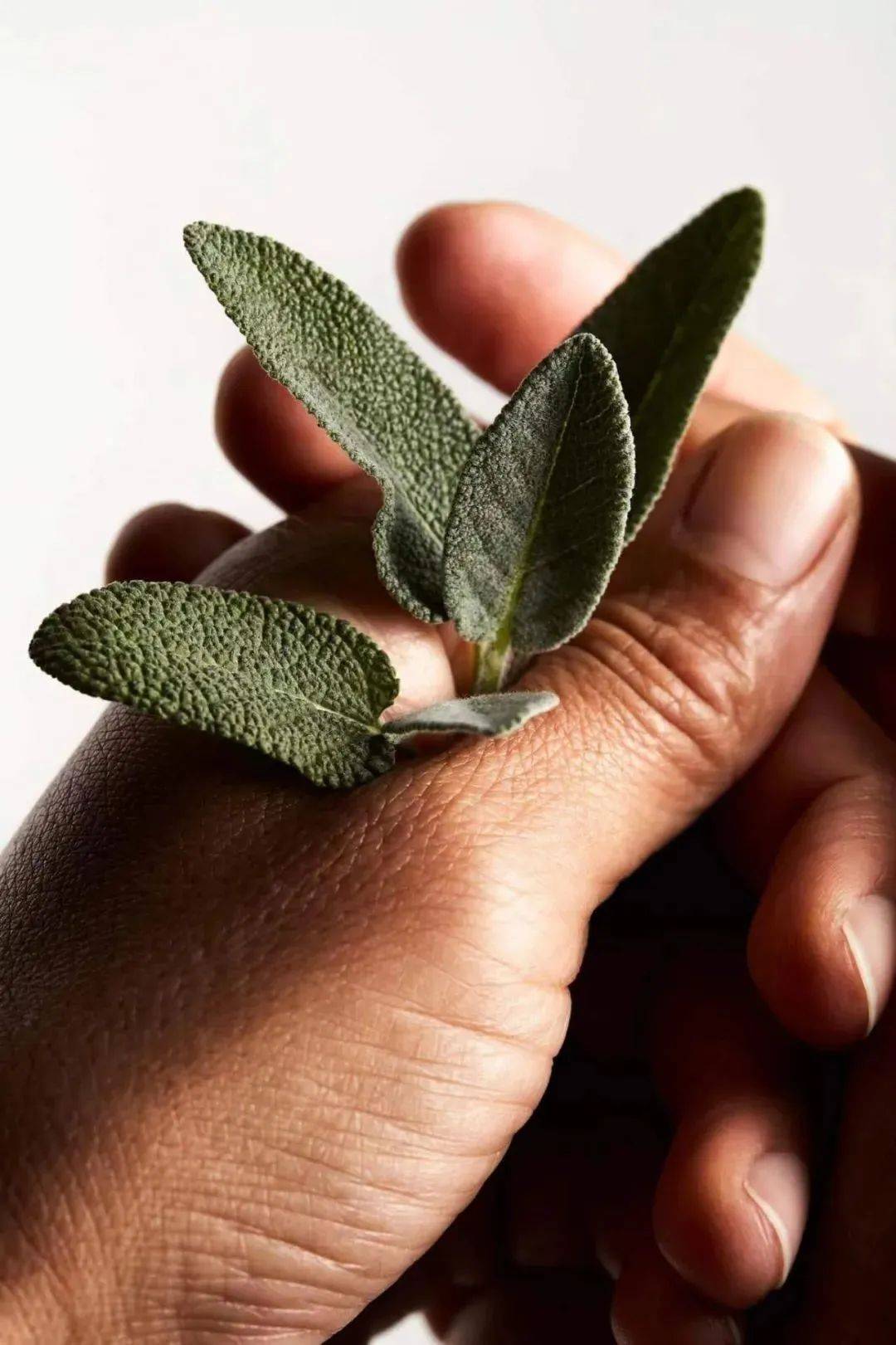 clary sage 快乐鼠尾草