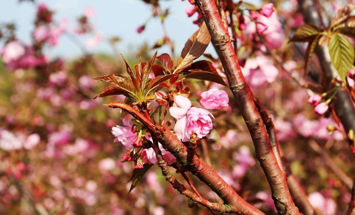 甘泉樱花节图片