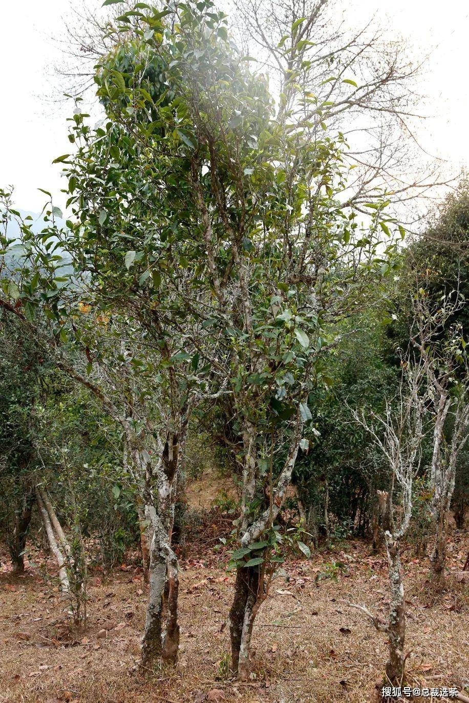 融春·曼松 | 瑞贡两朝的曼松传奇,新品上市,订购有礼_茶树_王子山