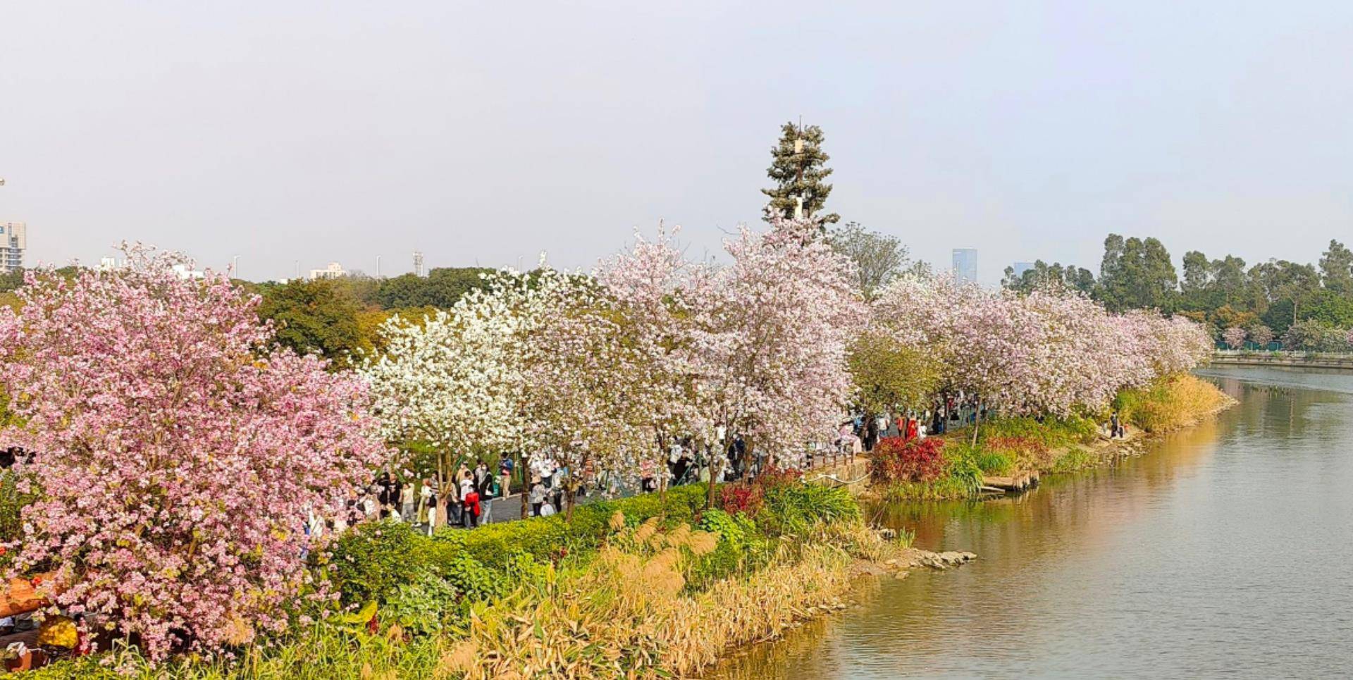 廣州海珠國家溼地公園 賞浪漫花海觀水鳥_櫻花_交通_湖泊