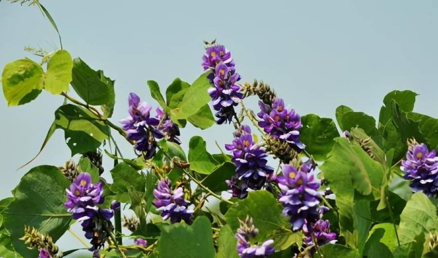秋天里的葛花,盛开在凡间的精灵_葛根_解酒_植物