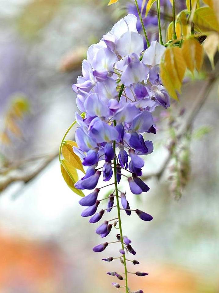 秋天里的葛花,盛开在凡间的精灵_葛根_解酒_植物