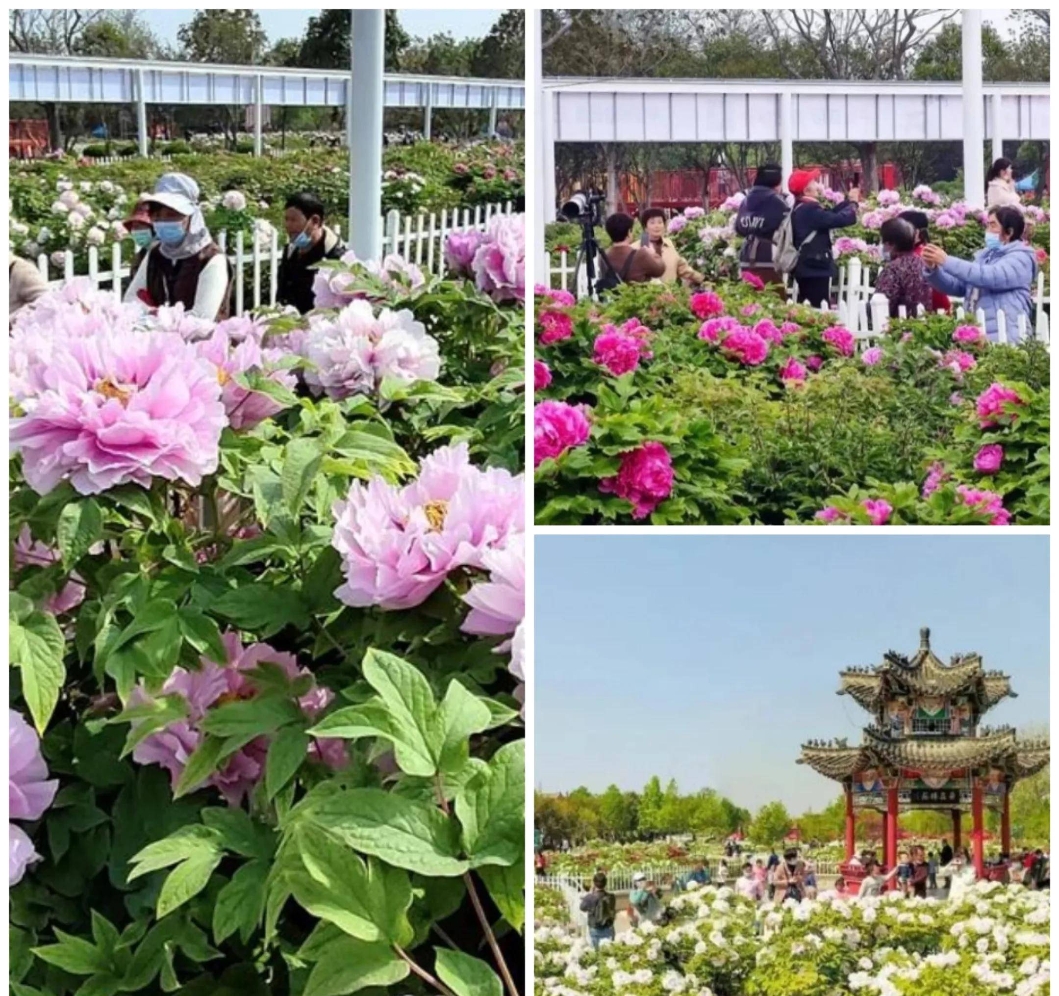 菏泽-曹州牡丹园最佳旅游时间为每年的4月中旬到5月上旬,在今年的刚开
