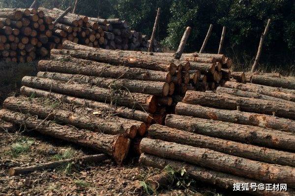 杉木与松木的区别:从木材性质到用途详细解析_应用_木质_密度