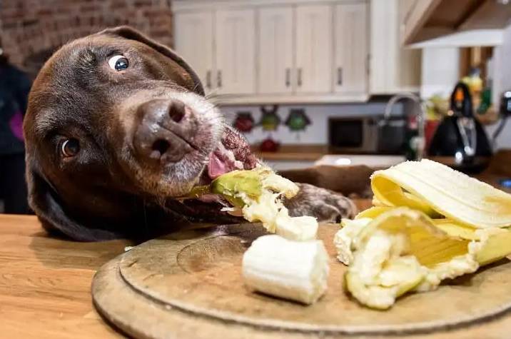 狗狗食物篇：让狗狗食欲大增的“几种食物”
