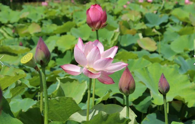 原创
            一个家庭“三代兴旺”的原理：揉纸团原理3