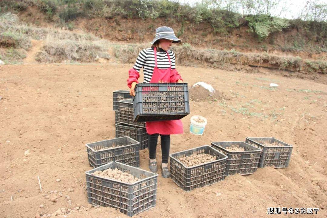 魔芋种子（魔芋种子怎么种植） 第2张