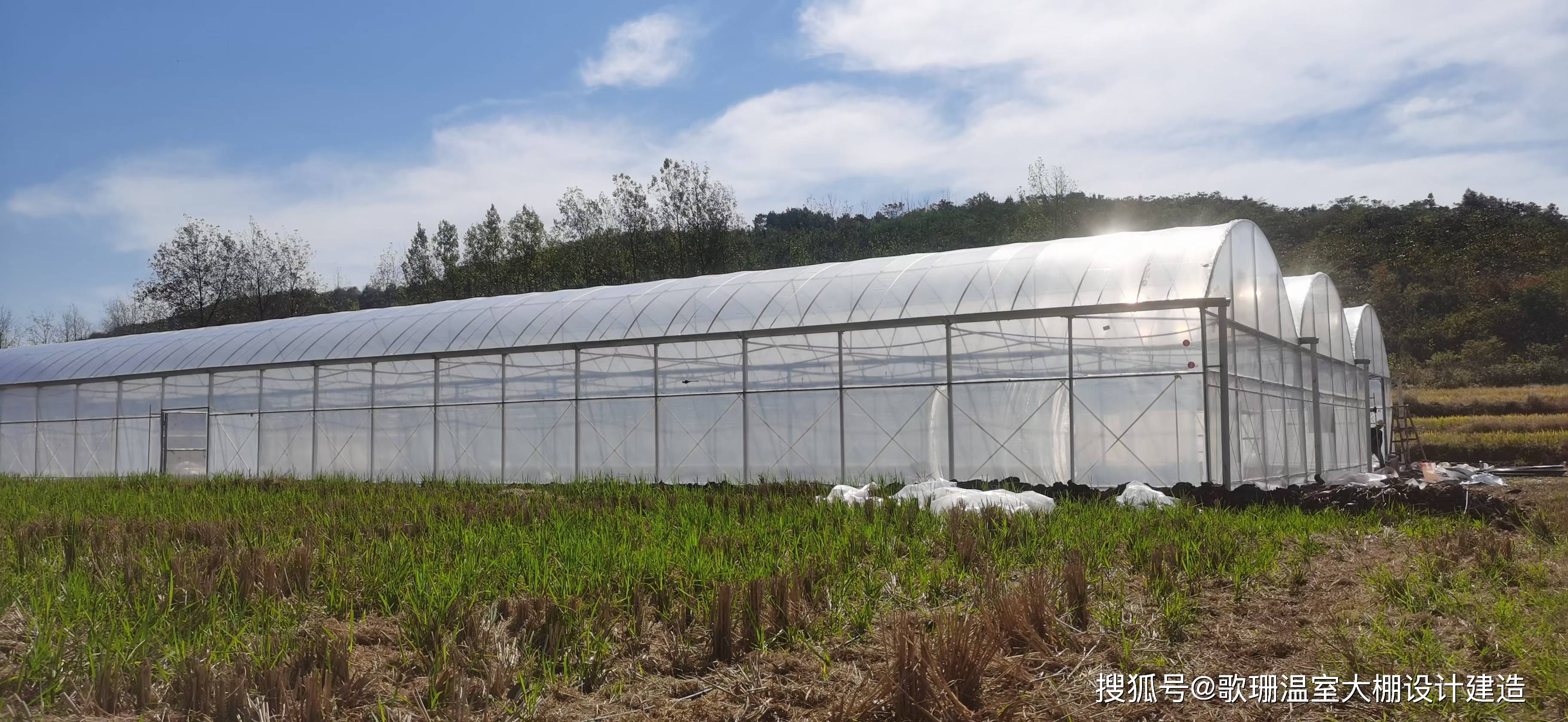 温室的花（温室的花朵比喻女人） 第2张