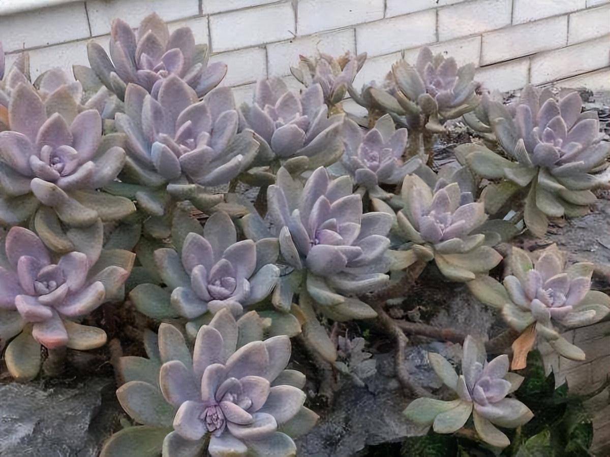 养冬美人5年后,还是很爱,主要因为"优点"太多_植物_生活_生命力