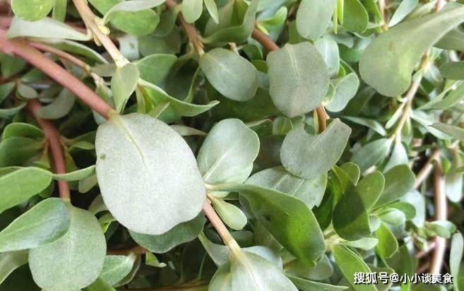 它是"天然美白菜",夏季多吃不怕晒黑,给皮肤补水,养颜又减龄_马齿苋