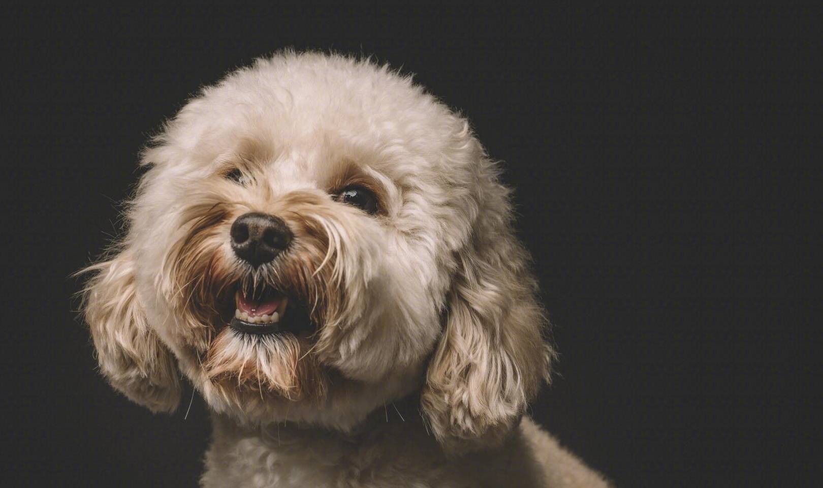 告诉你一个秘密:养狗,最好养贵宾犬_狗狗_开心_问题