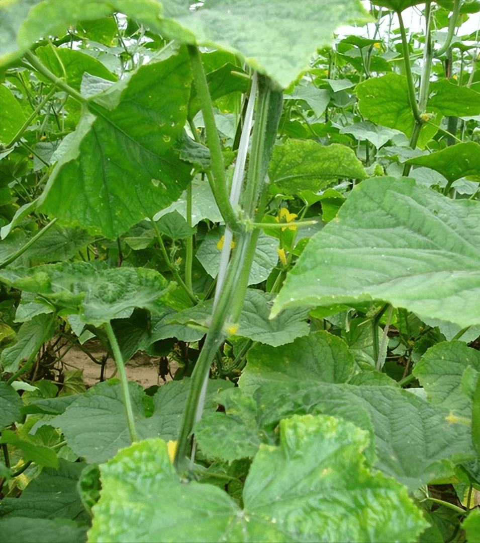 预防黄瓜病毒病,这套方法一定要知道_防治_植株_过程