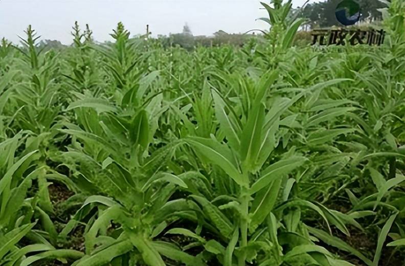 它曾是古代皇帝吃的菜,如今北方一斤能卖40元,南方却拿它喂猪_贡菜