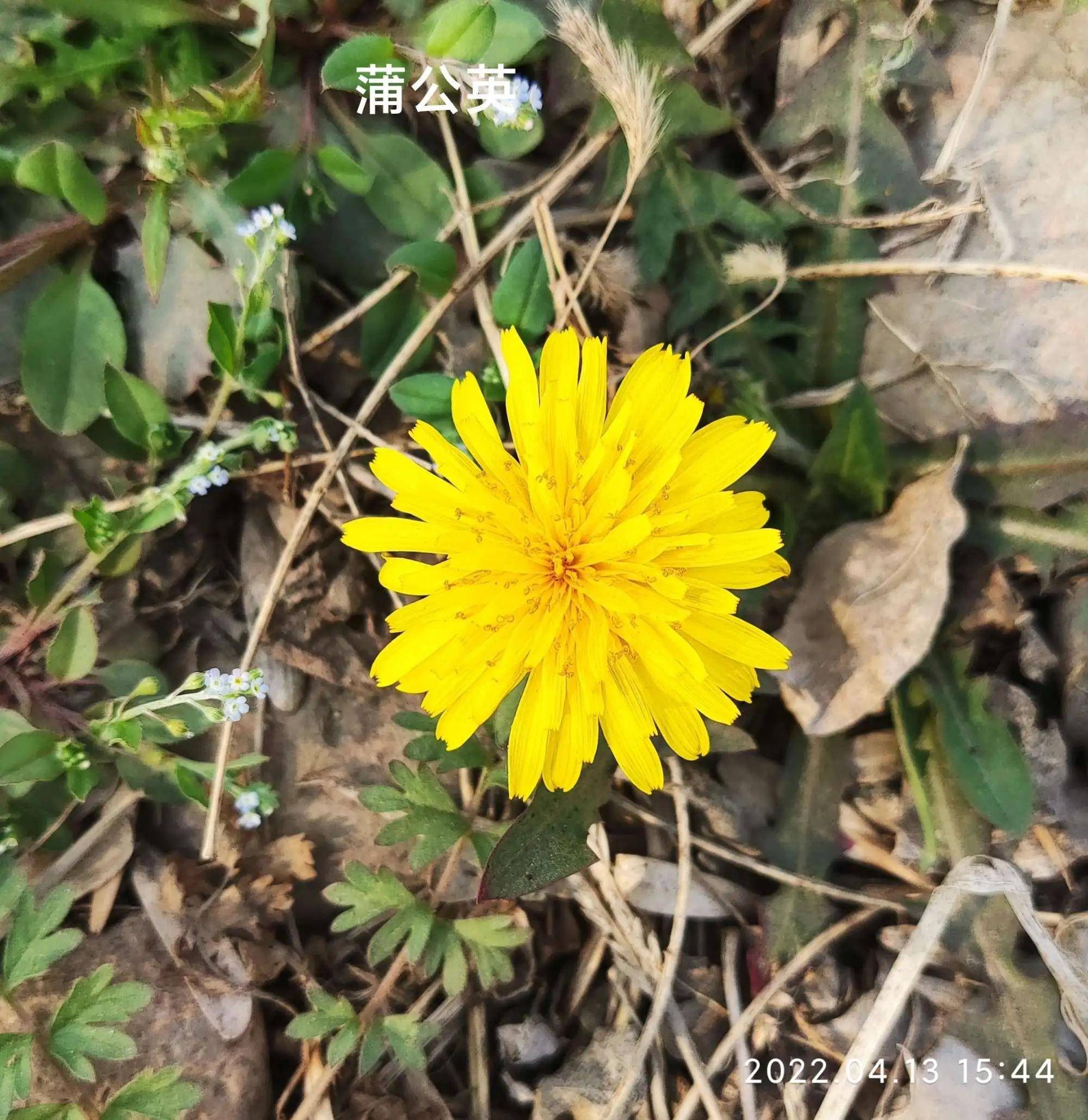 蒲公英-充满童趣的野生植物