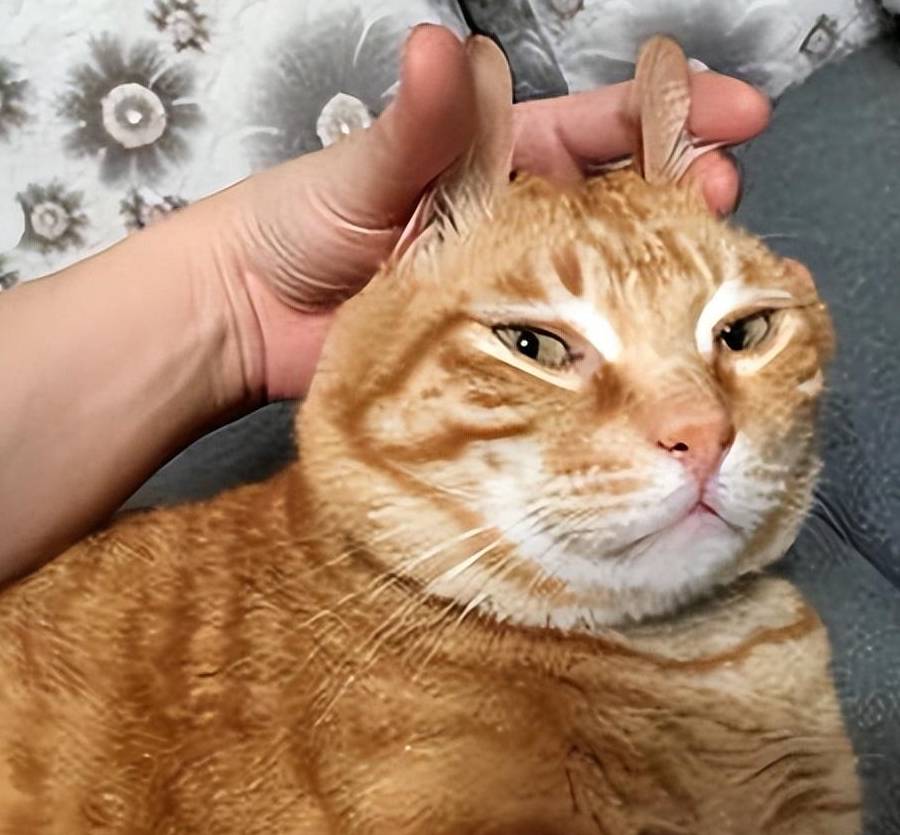 橘猫,最受欢迎的田园猫之一,为什么这么多人喜欢养?_主人_性格_人们