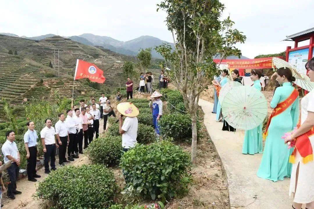 安溪县祥华乡东坑村:找准思路 传承发展"软黄金""硬白银"_茶园_山药