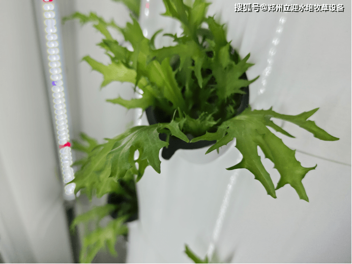在室内如何种植水培蔬菜？一些值得用的水培设备！(室内水培蔬菜教程)