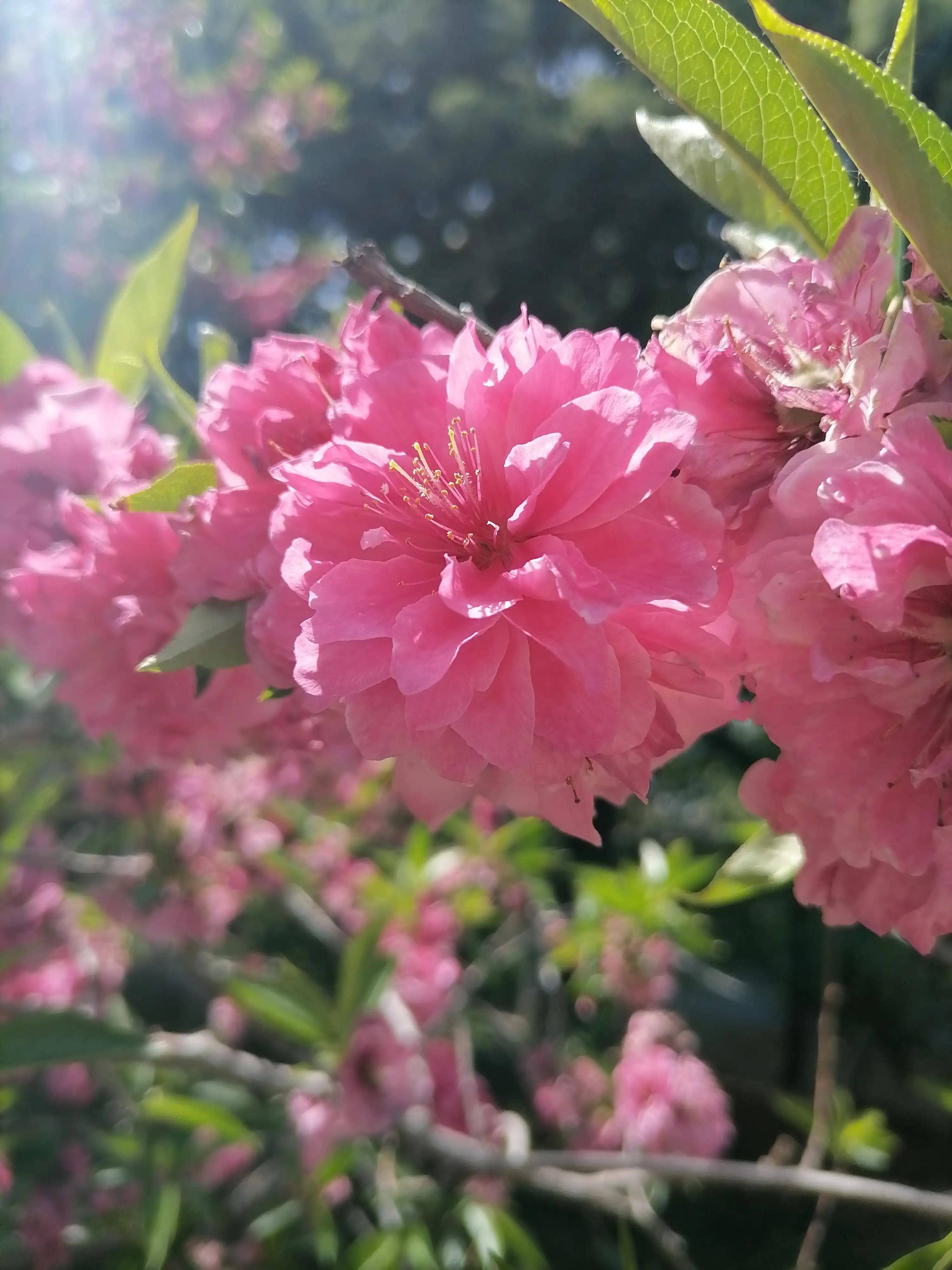 碧桃文冠花槐树紫藤郁金香鼠尾草红花七叶树秤锤树琼花鸢尾紫荆太平花