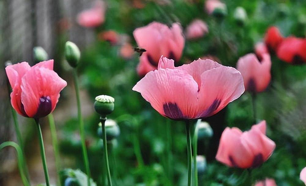 罂粟花,图源网络罂粟果,图源网络在实际生活中,各地警察针对种植罂粟