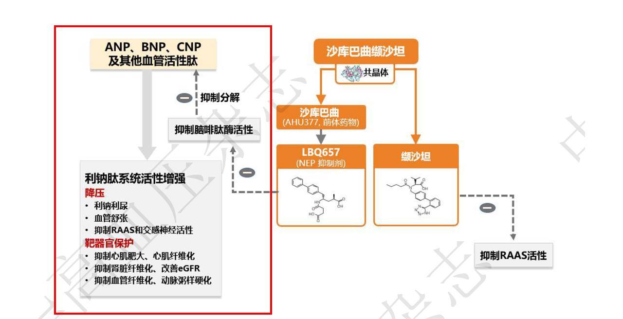 所谓"脑啡肽酶"是"利钠肽系统"的抑制剂,它会降解掉心房利钠肽(anp)