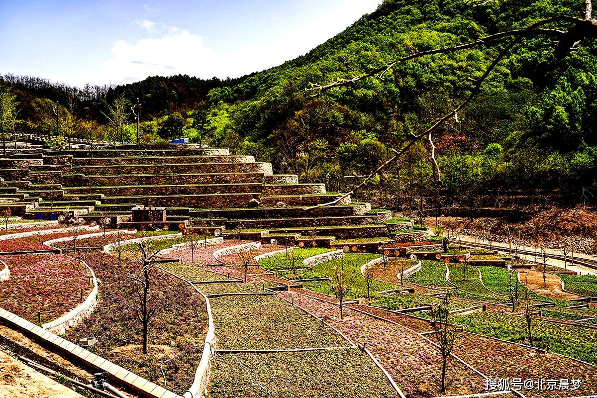 人間最美四月天 京郊網紅打卡地——平谷梨樹溝_梨花_梯田_景觀