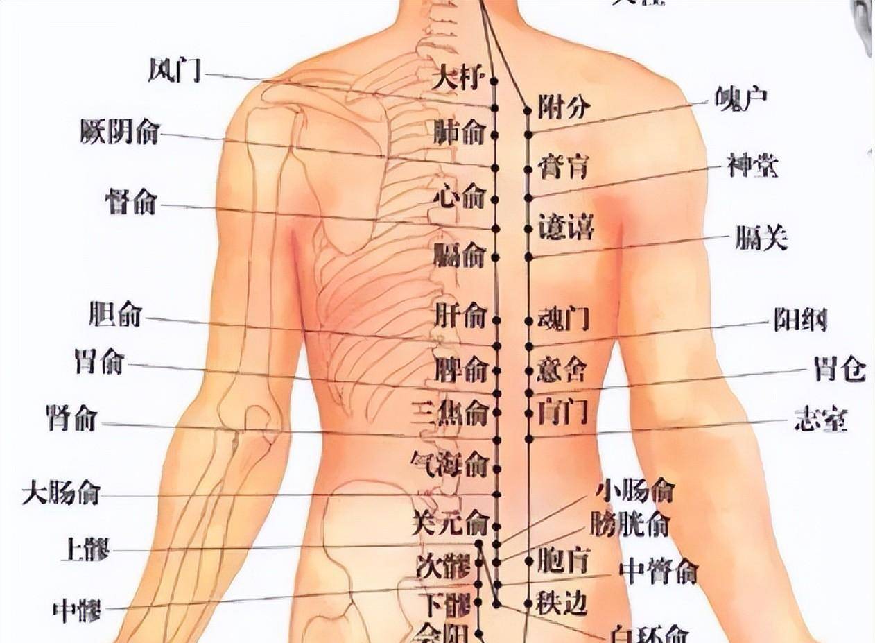 脊柱准确位置图图片