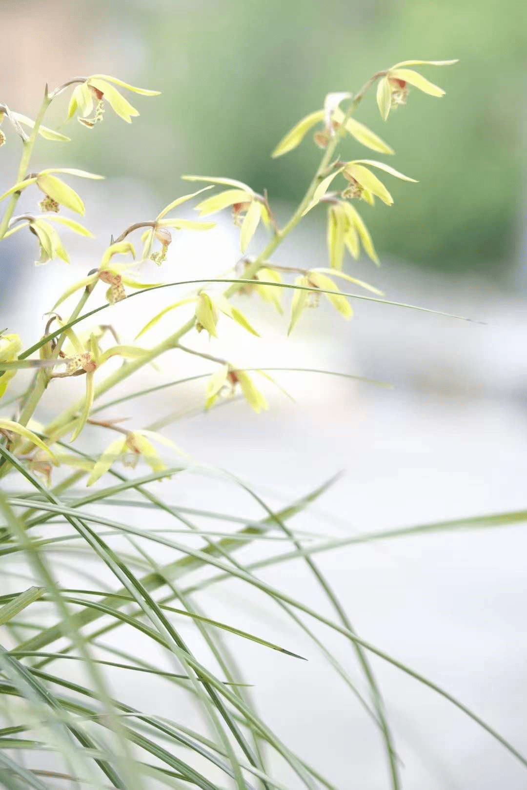 王良其:幽兰_烟雨_深谷_清泉