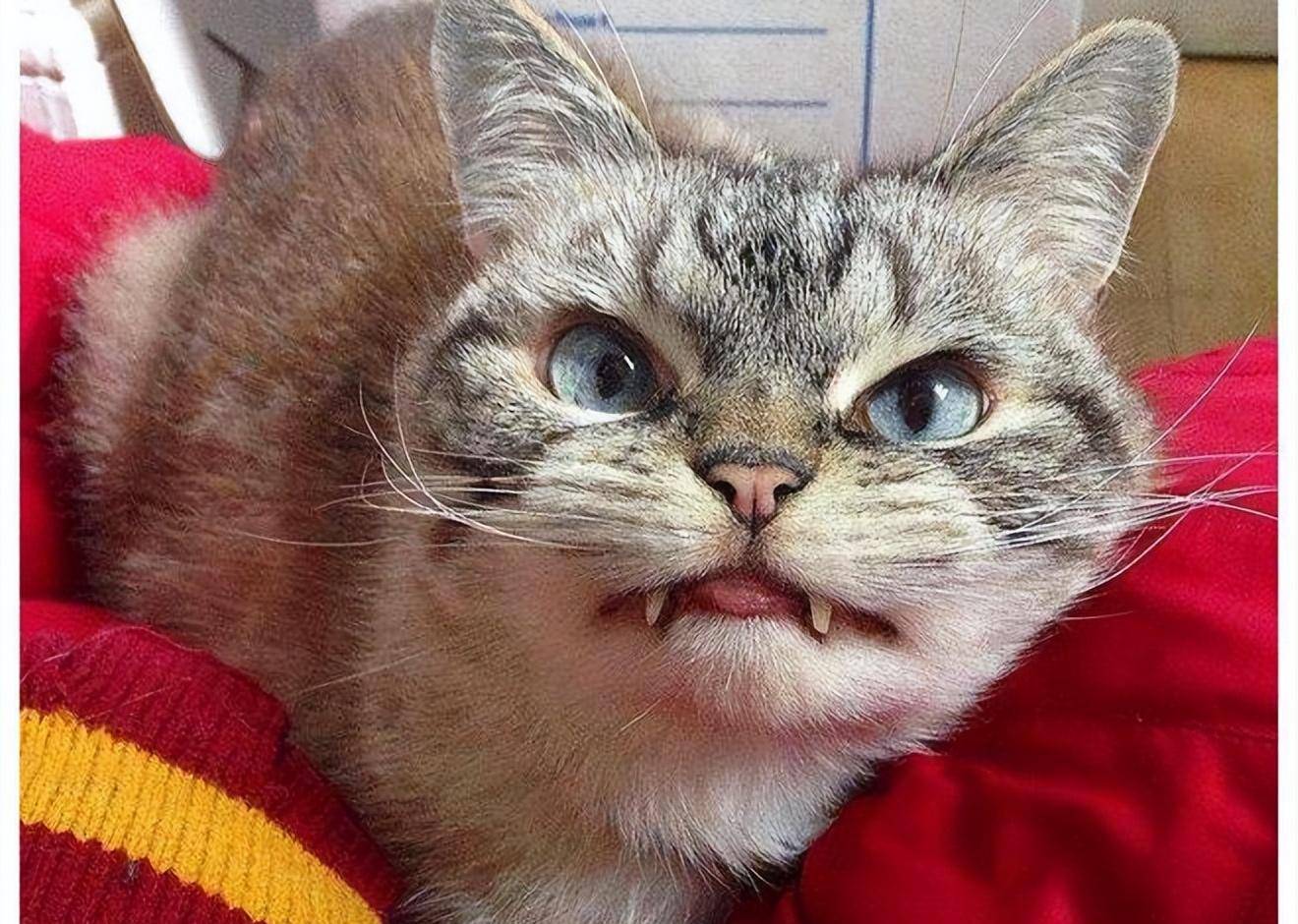 如果你家猫咪总是对你炸毛,龇牙,甚至还会对你发出低吼声, 那它是在