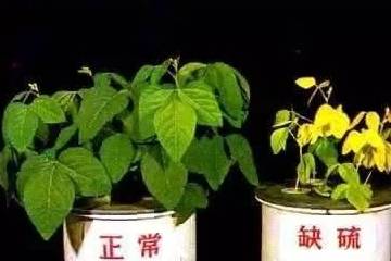 原创            盆栽花卉黄叶，按图索骥治疗（盆载花黄叶怎么办?）