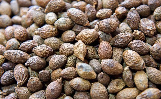 中药功效大全化痰止咳平喘药(清化热痰药)_治疗_用量_归经