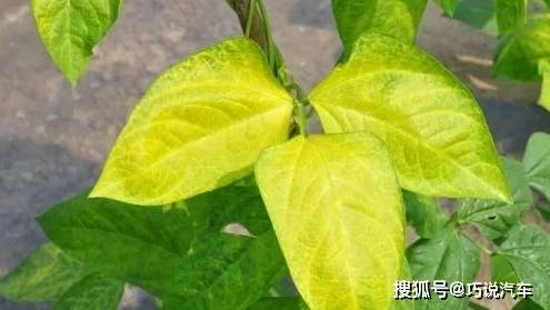 原创            盆栽花卉黄叶，按图索骥治疗（盆载花黄叶怎么办?）