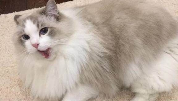 想养一只布偶猫,就得忍受布偶猫的缺点,当小仙女也并不容易_毛发_因为