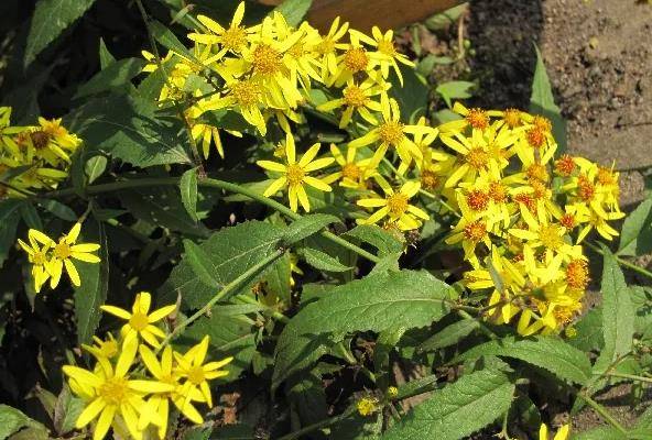 "识得千里光,一世不生疮",千里光是什么植物?