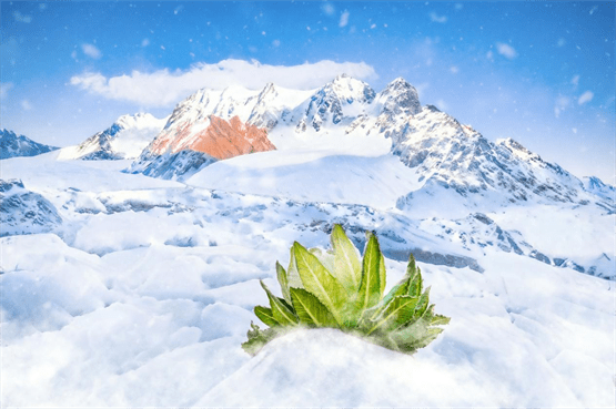 踐行世界地球日主題,守護天山雪蓮等自然資源_生物_動植物_我國