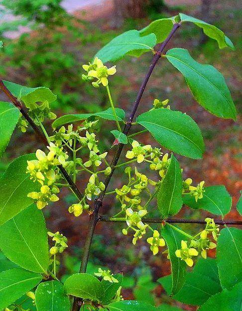 鬼羽箭和鬼箭羽的区别辨识与鉴赏_圆形_倒卵形_分枝