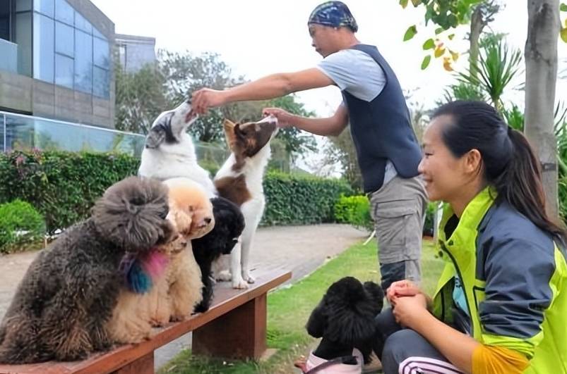 原创
            不经训练的宠物狗只能如未经修剪的树木一样，最终只会成为废物