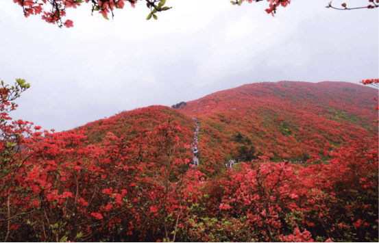 杜鹃花（杜鹃花日语） 第3张