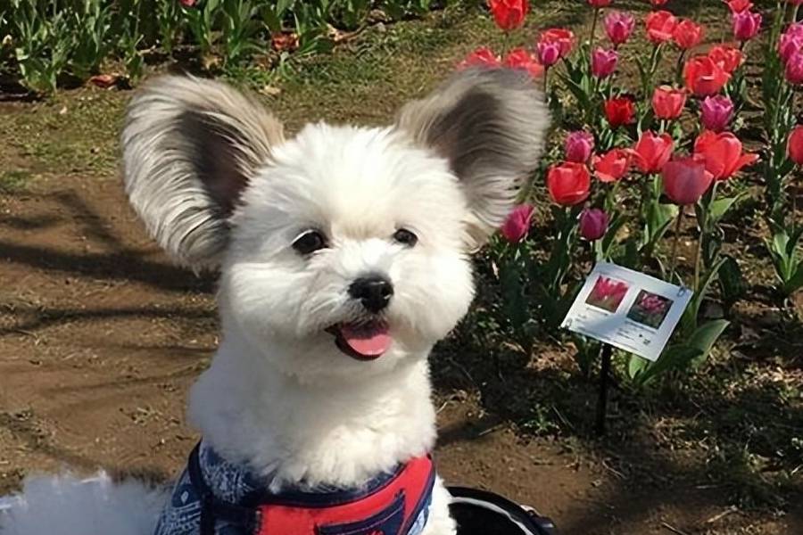 近日"米奇狗"风靡全球,网友:是米老鼠出轨了狗?_狗狗_泪痕_奇特