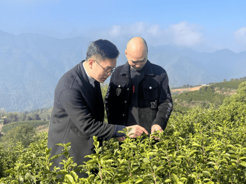春耕备耕系列专题报道：金融“春风”助力茶叶产业春耕备耕