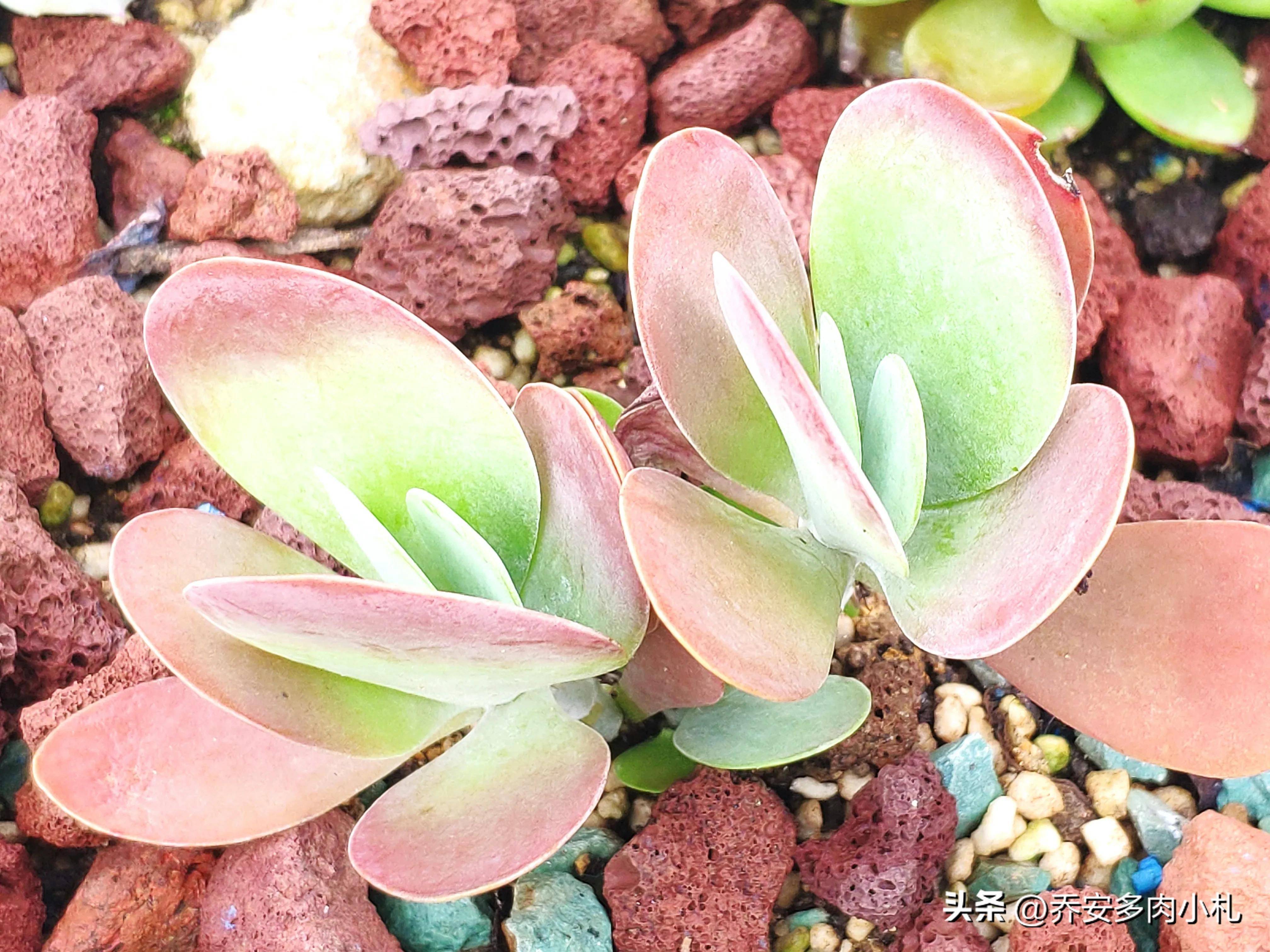 烈日暴雨,花池里都能安然无恙的多肉品种,广东肉友可以放心种了_月亮