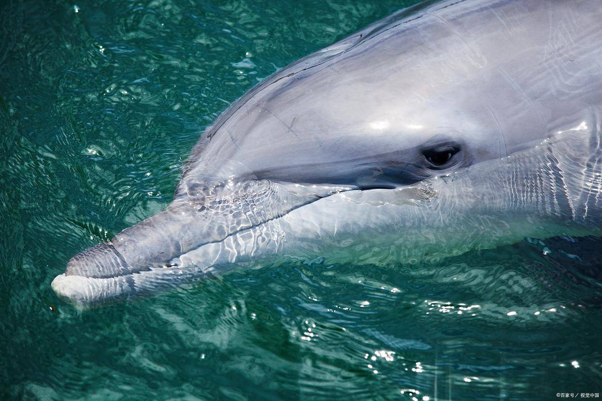 长江奇兽——白鳍豚因金丝猴背覆金丝"披风",攀树跳跃,腾挪如飞,而