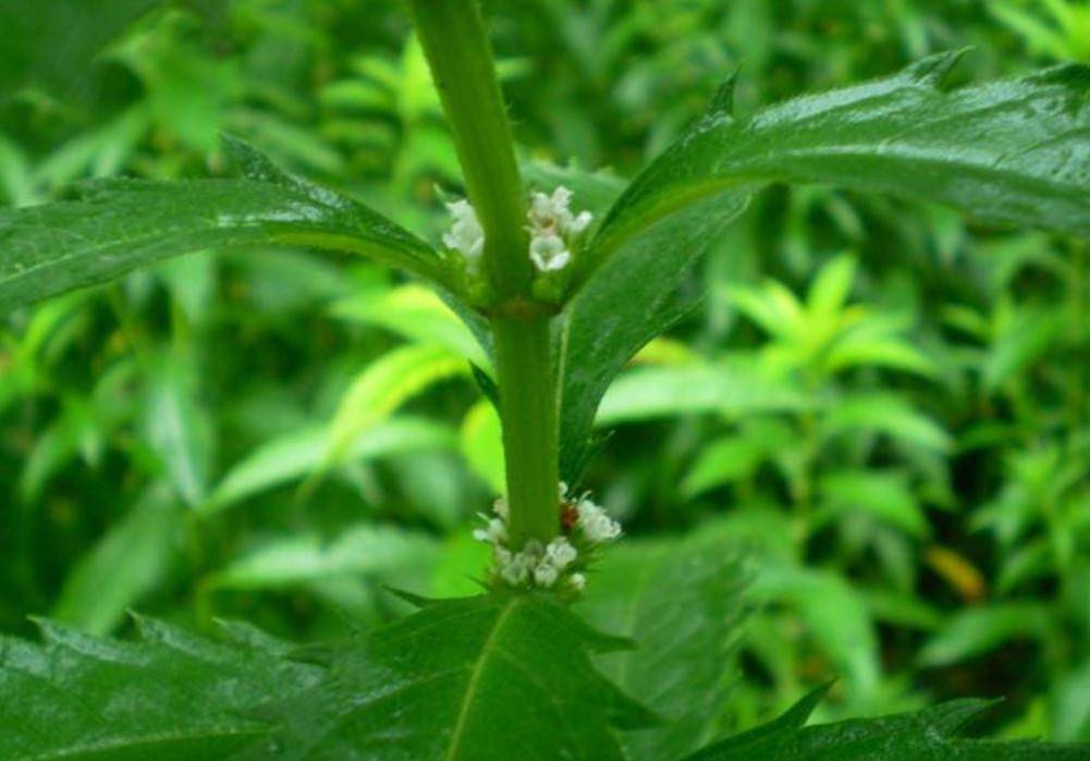 这种可以食用又是药材,根茎洁白如玉,现成为国外高端菜_银条菜_野菜