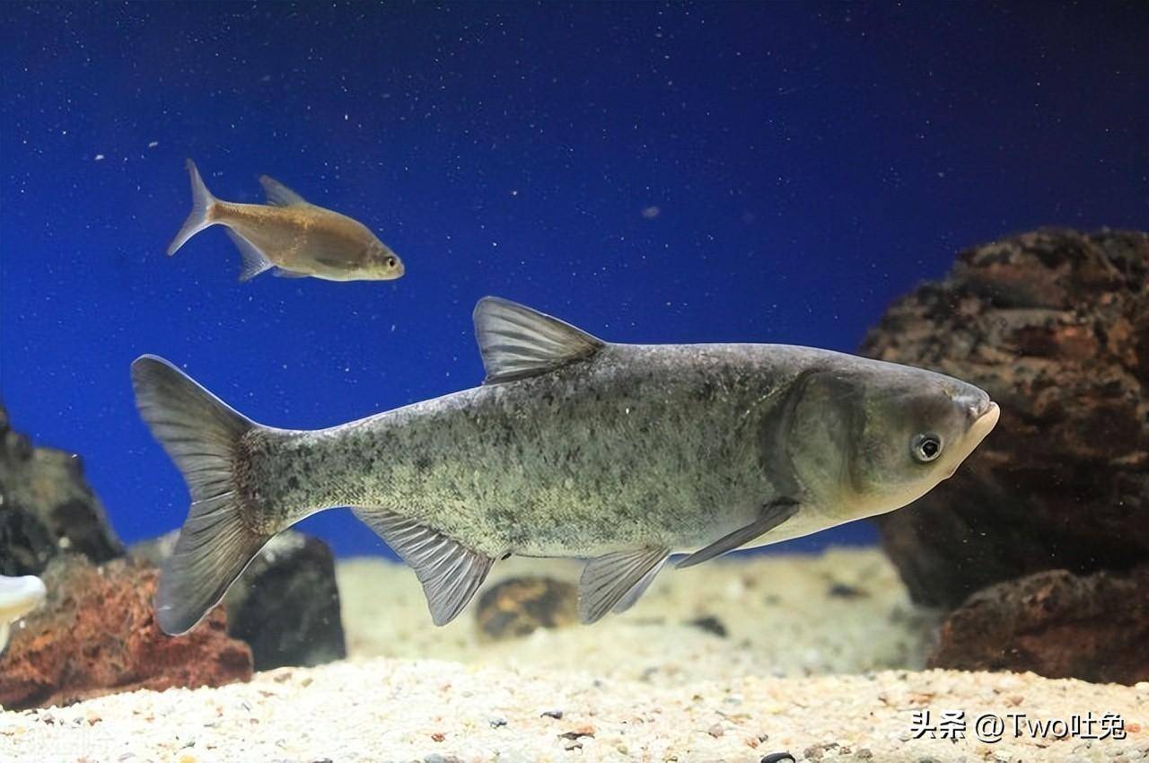 咸水鱼和淡水鱼的特点,生态环境和生活习性,你知道多少?