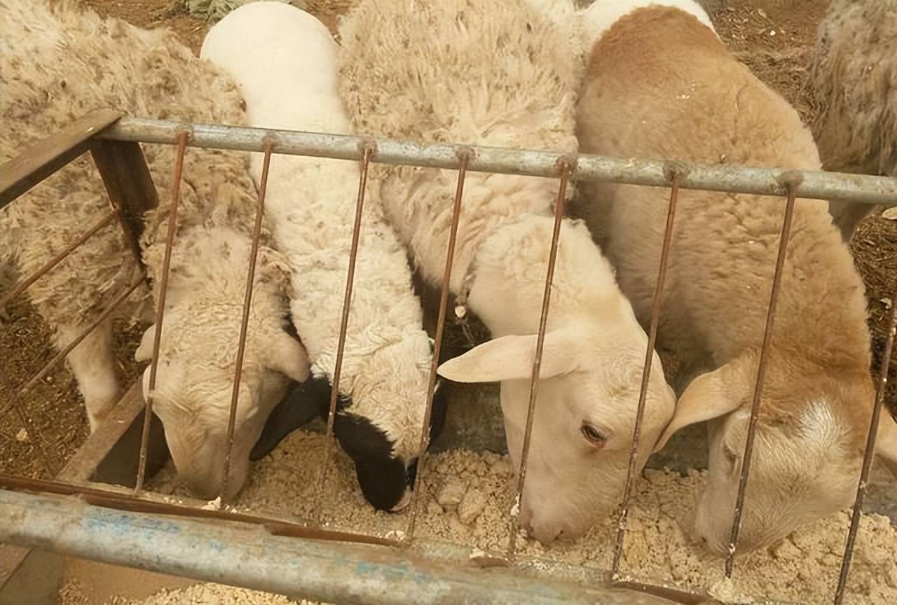 青贮饲料喂羊有什么好处？青贮饲料喂羊有哪些优点？养羊人必看