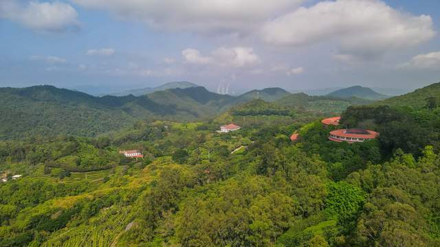 雁南飞茶田风景区图片