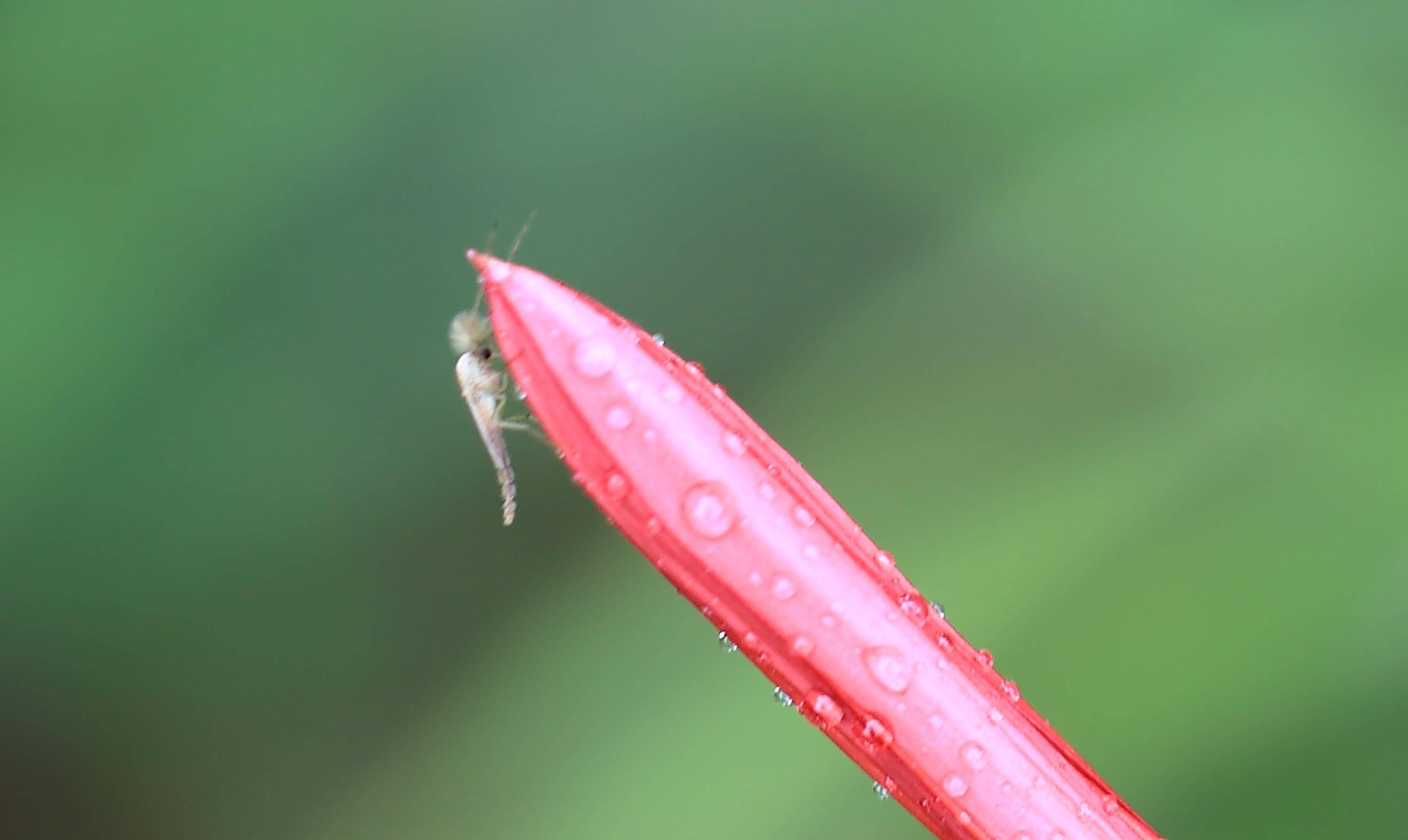 花葉永不相見:世上最悽美的愛情花——彼岸花(組圖)_相關_衡陽_夏末秋