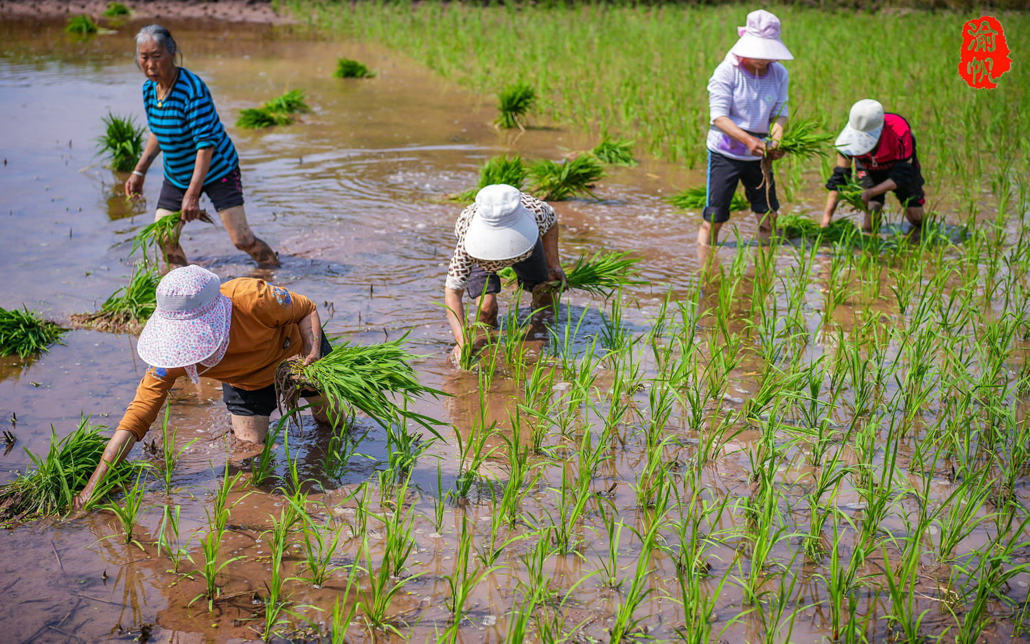 又到一年春耕季,潼南乡村插秧忙,好多年没看到这么壮观的场景了