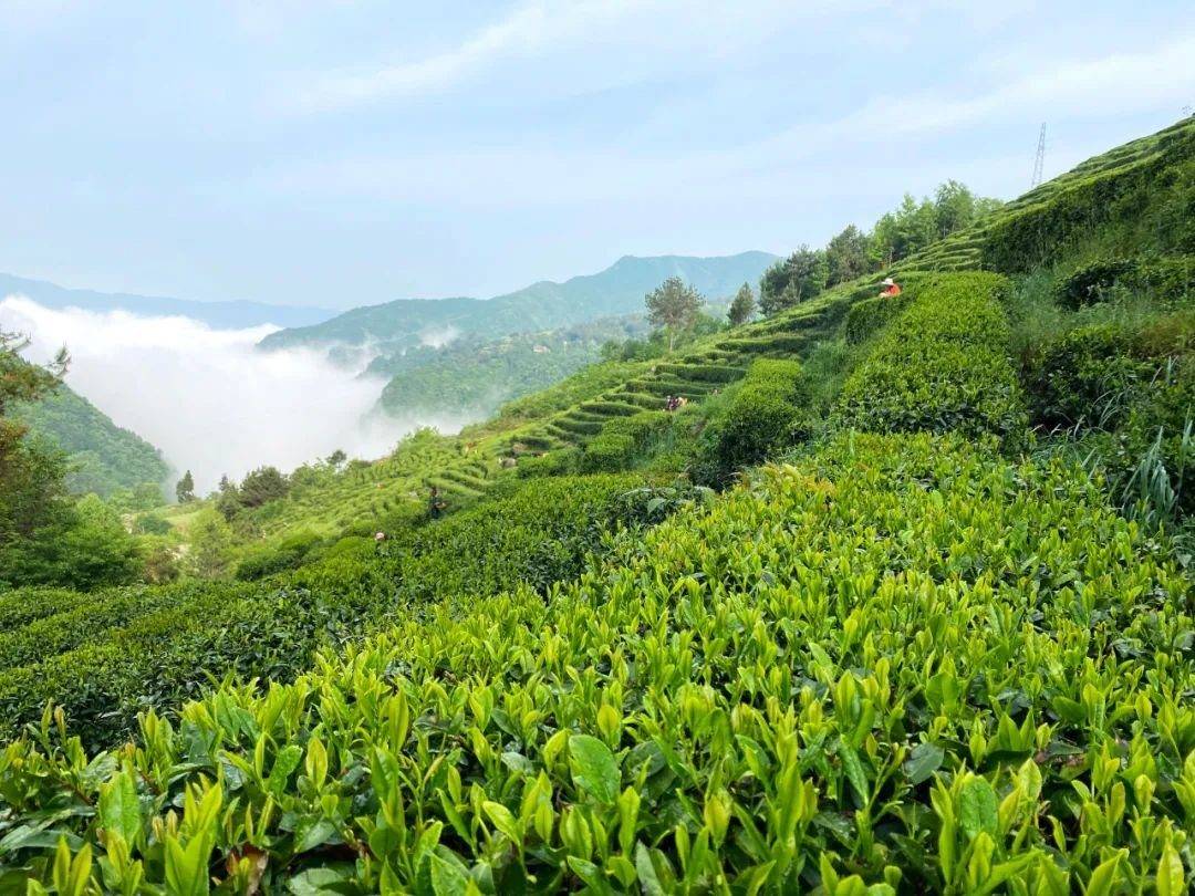 五一來了陝西旅遊才知道茶文化在陝西這麼多美景!_線路_茶園_景點