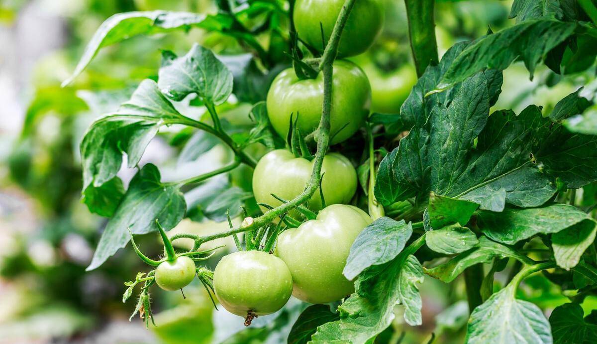 番茄花期和结果期如何管理,如何浇水施肥?