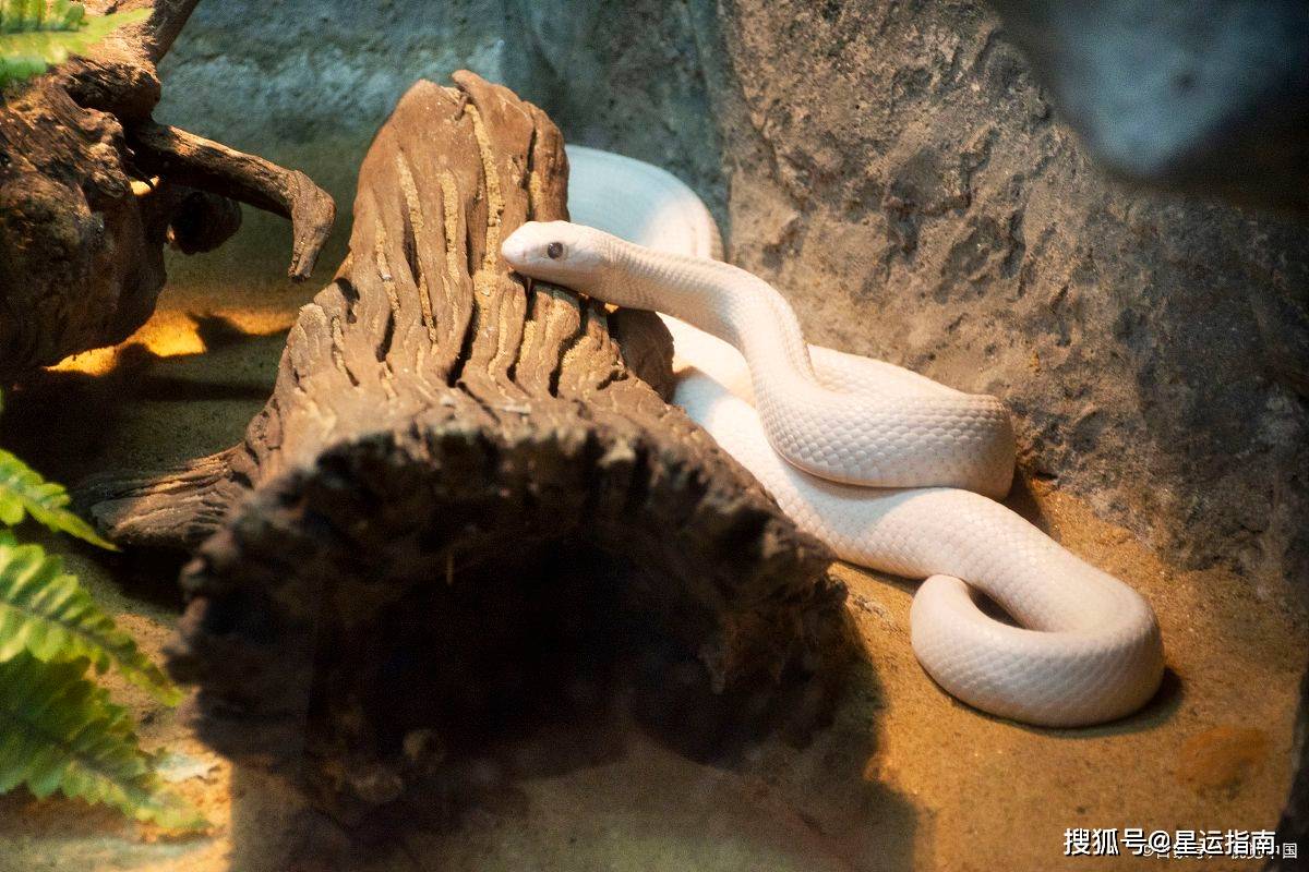 属蛇人2023年6月份的运势及运程:开启好运,事业蒸蒸日上!